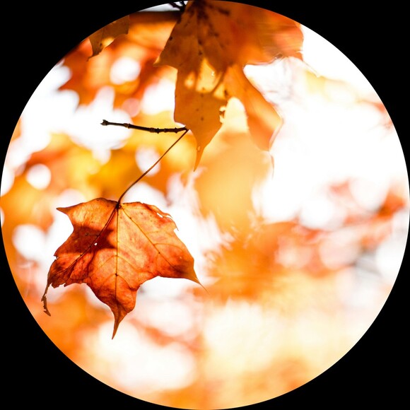 autumn5243
